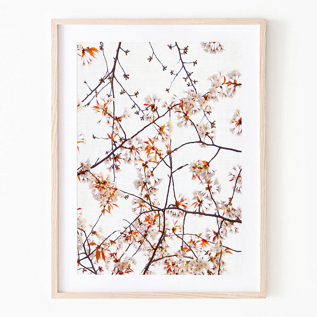Print - Cherry Blossom