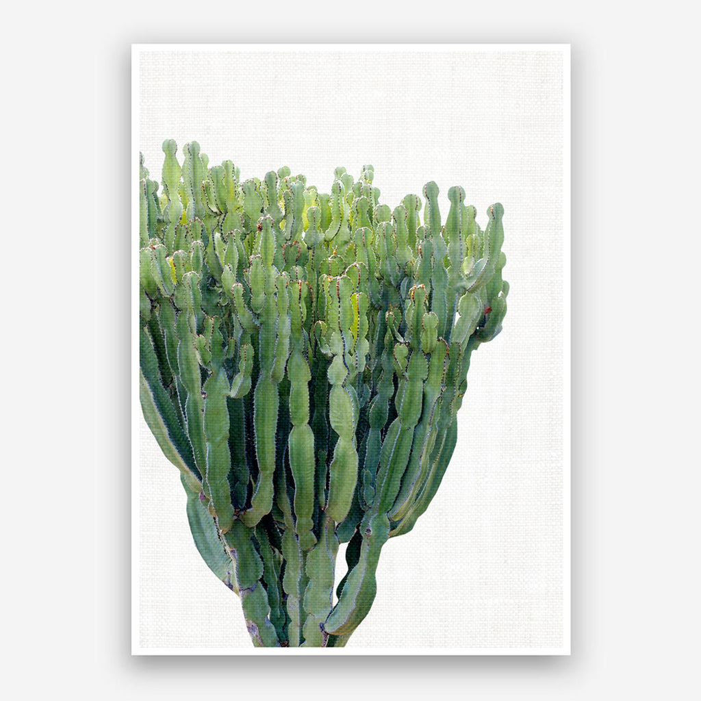 Set of 3 Prints - La Santa Cactus