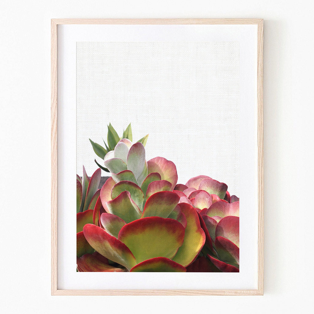 Print - Succulent